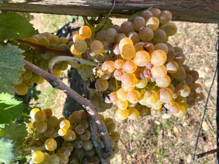 from-heraklion-wine-tasting-experience-at-lyrarakis-winery