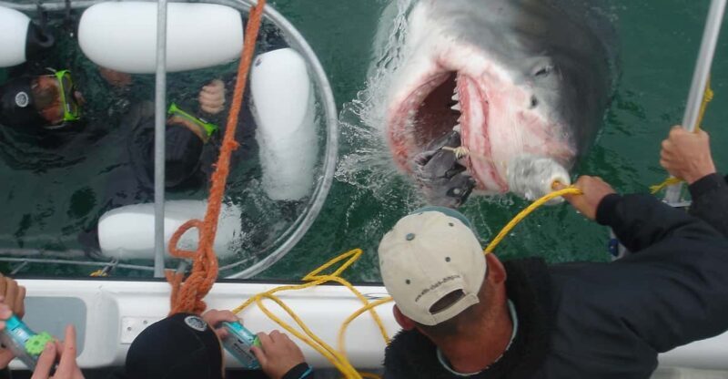 From Hermanus: Cruise with Shark Cage Dive and Lunch - Key Points