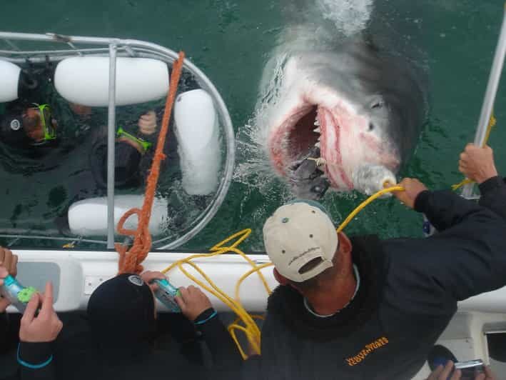 From Hermanus: Cruise with Shark Cage Dive and Lunch - What to Expect on Your Shark Cage Diving Tour