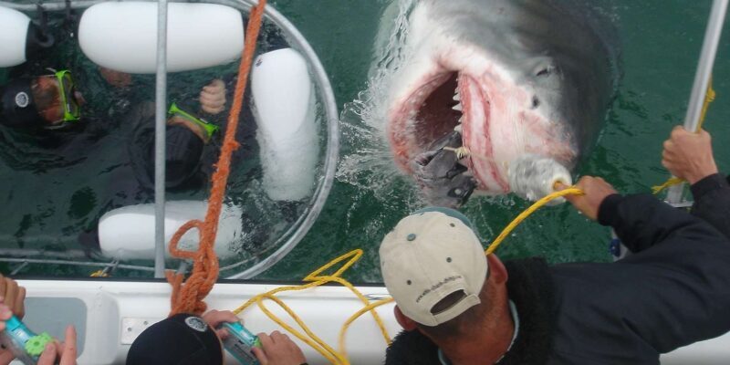From Hermanus: Cruise with Shark Cage Dive and Lunch - Authentic Guest Experiences