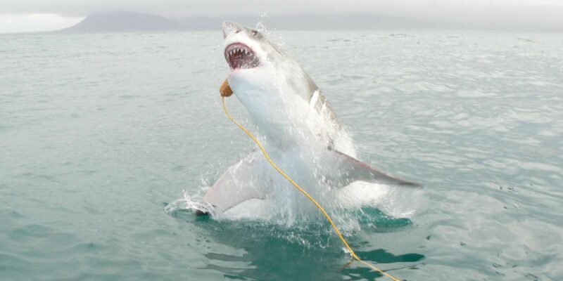 From Hermanus: Cruise with Shark Cage Dive and Lunch - Final Thoughts: Who Should Consider This Tour?