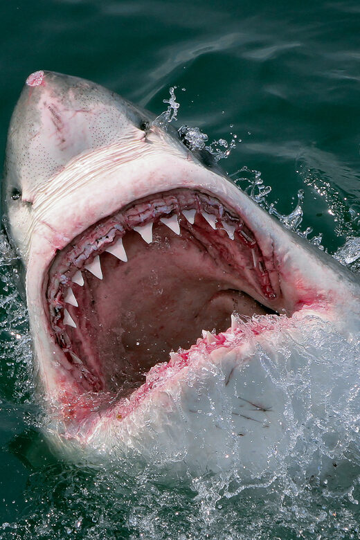From Hermanus: Cruise with Shark Cage Dive and Lunch - Frequently Asked Questions