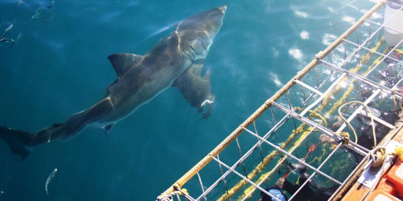From Hermanus or Cape Town: Shark Cage Diving Experience - The Sum Up