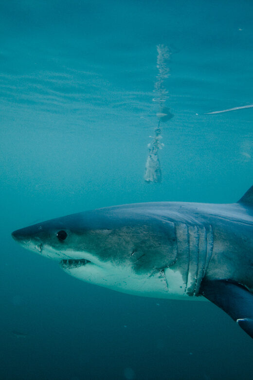 From Hermanus or Cape Town: Shark Cage Diving Experience - FAQ