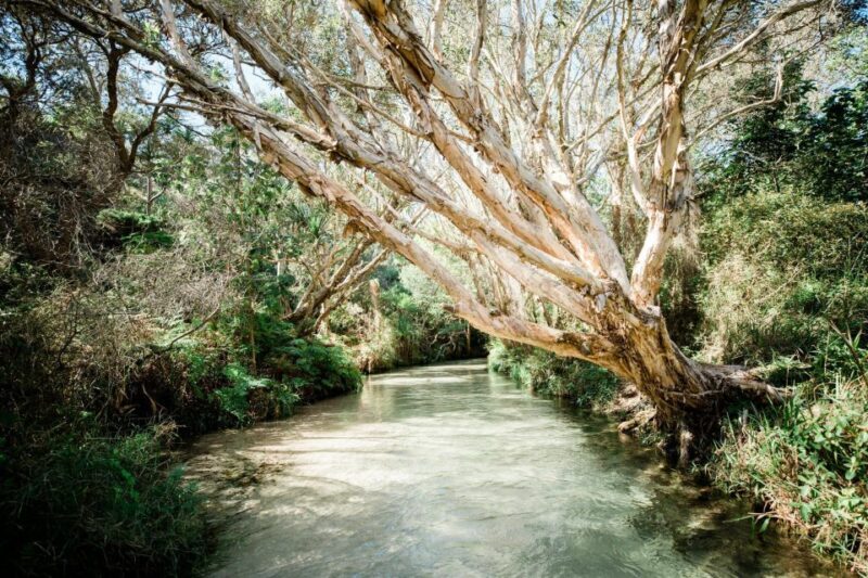 From Hervey Bay: K'gari, Fraser Island Full-Day Coach Tour - Lake McKenzie: Crystal Clear Refreshment
