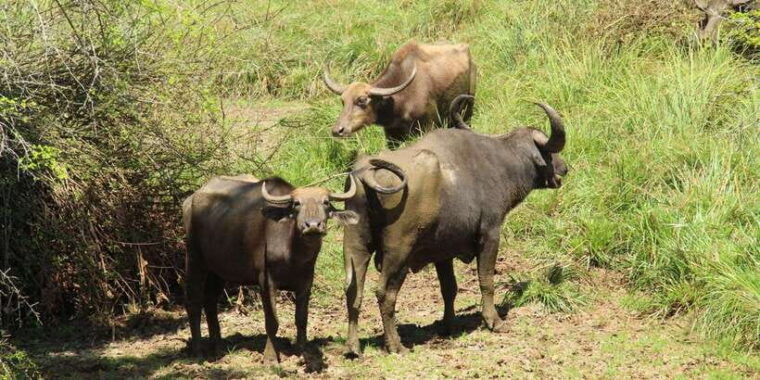 from-hikkaduwa-galle-mirissa-yala-national-park-safari