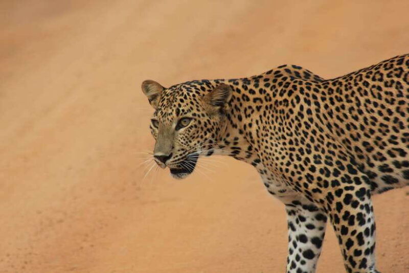 from-hikkaduwa-galle-unawatuna-talpe-yala-safari