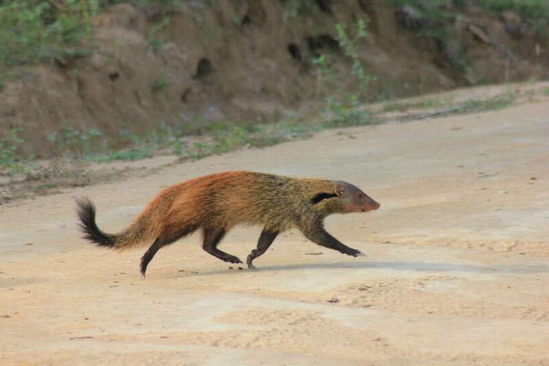 from-hikkaduwa-galle-unawatuna-talpe-yala-safari