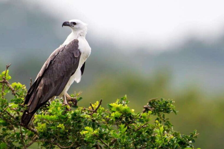 from-hikkaduwa-galle-weligama-mirissa-udawalawa-safari-tour