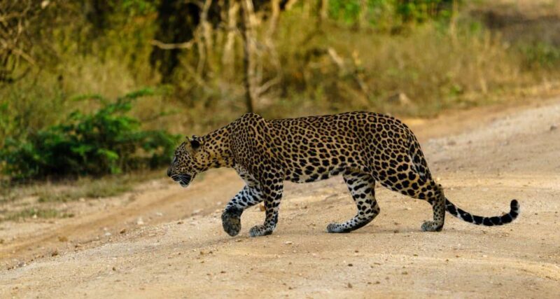 From Hikkaduwa/Mirissa/Galle/Tangalle - Yala Leopard Safari - Key Points