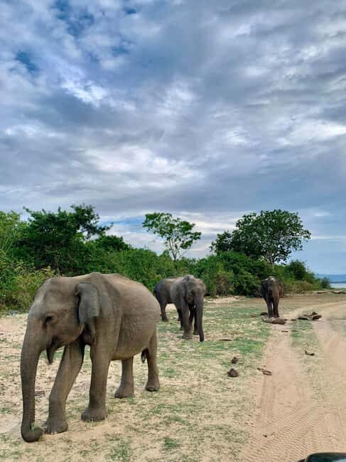 From Hikkaduwa/Mirissa/Galle/Tangalle - Yala Leopard Safari - The Itinerary in Detail