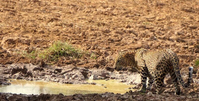 From Hikkaduwa/Mirissa/Galle/Tangalle - Yala Leopard Safari - Considerations and Tips