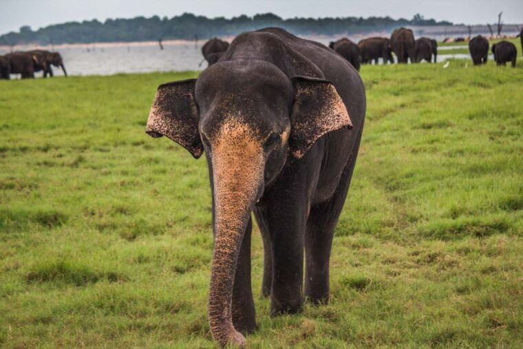 from-hikkaduwa-udawalawe-national-park-safari-tour