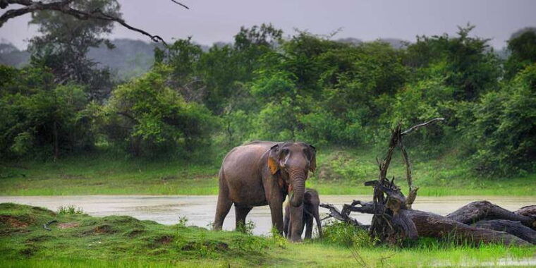 from-hikkaduwa-udawalawe-national-park-safari-tour