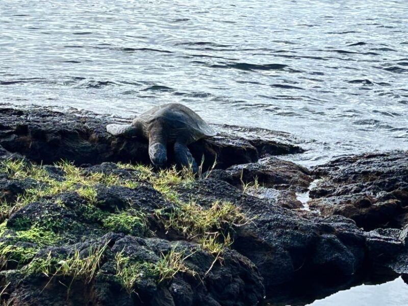 from-hilo-hawaii-volcanoes-national-park-tour