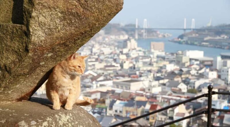 From Hiroshima/Fukuyama:1 Day Bus tour in Onomichi Tomonoura - A Detailed Look at the Tour Experience