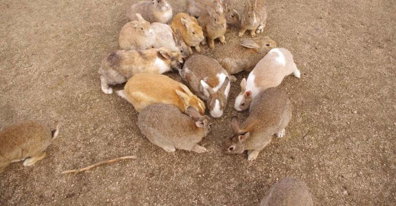 from-hiroshima-rabbit-island-and-takehara-town-tour