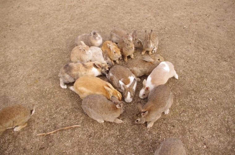 from-hiroshima-rabbit-island-and-takehara-town-tour
