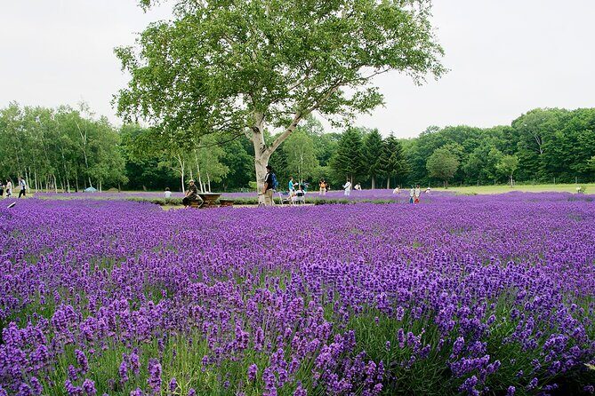 From Hitsujigaoka to Buddha Hill Sapporo Photo Spots Tour - FAQ