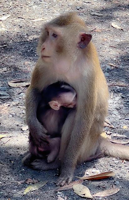 from-ho-chi-minh-can-gio-mangrove-forest