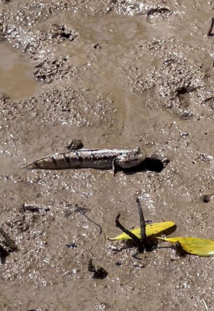 from-ho-chi-minh-can-gio-mangrove-forest