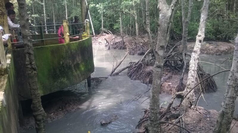 from-ho-chi-minh-can-gio-mangrove-group-or-private-tour
