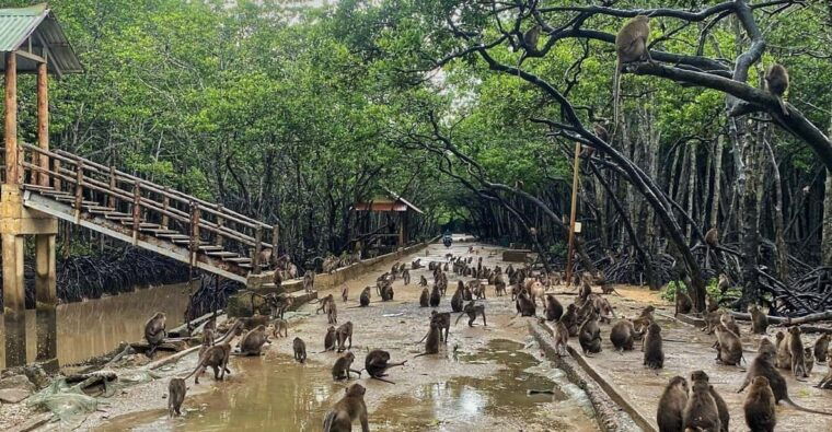 from-ho-chi-minh-can-gio-mangrove-group-or-private-tour