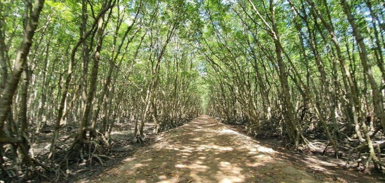 from-ho-chi-minh-can-gio-mangrove-monkey-island-day-trip