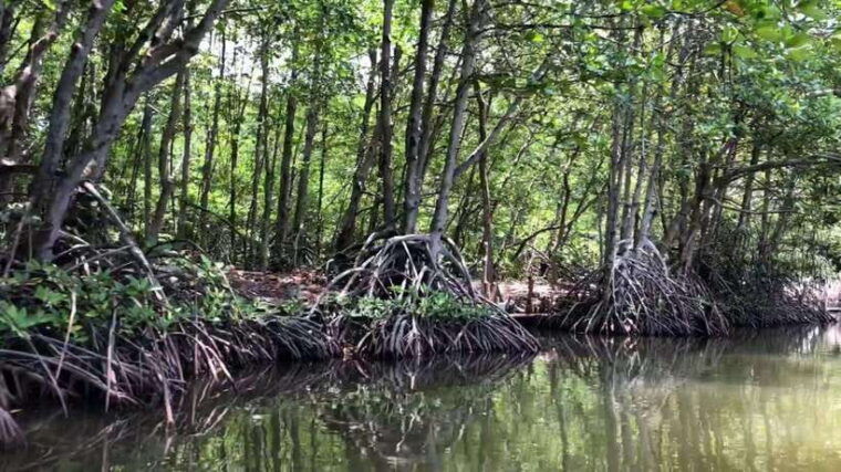 from-ho-chi-minh-can-gio-mangrove-monkey-island-day-trip