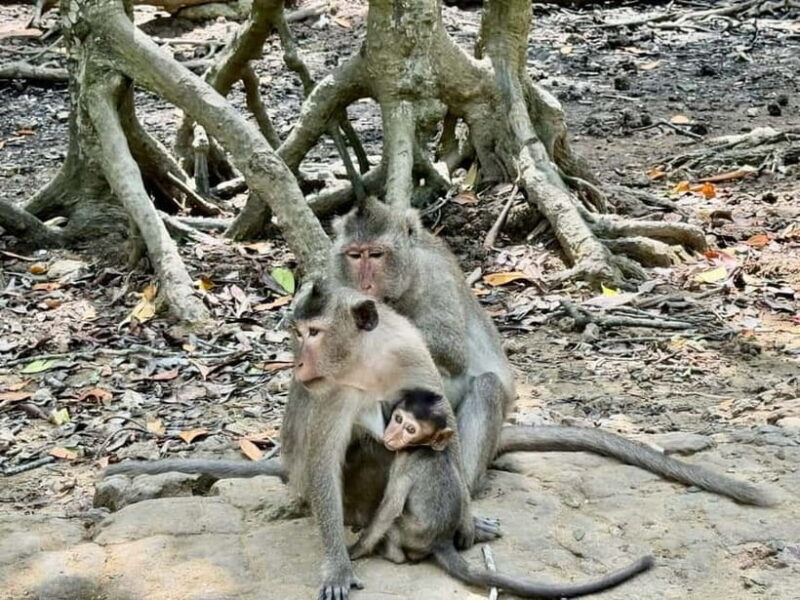 From Ho Chi Minh: Can Gio Monkey Island & Mangrove Tour - Who Should Consider This Tour?