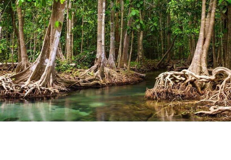 from-ho-chi-minh-city-can-gio-mangrove-forest-1-day-tour