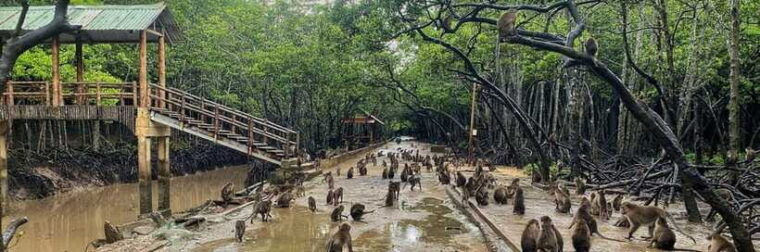 from-ho-chi-minh-city-can-gio-mangrove-forest-day-tour