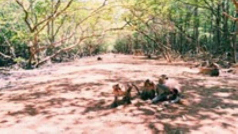 from-ho-chi-minh-city-can-gio-monkey-island-day-tour