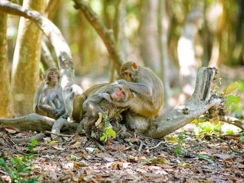 from-ho-chi-minh-city-can-gio-monkey-island-day-tour