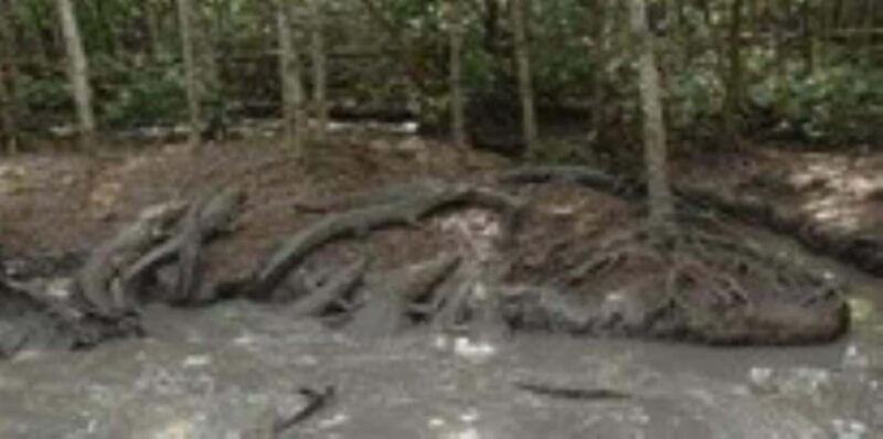 from-ho-chi-minh-city-can-gio-monkey-island-day-tour