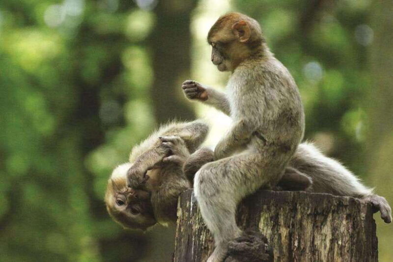 from-ho-chi-minh-city-can-gio-monkey-island-day-trip-3