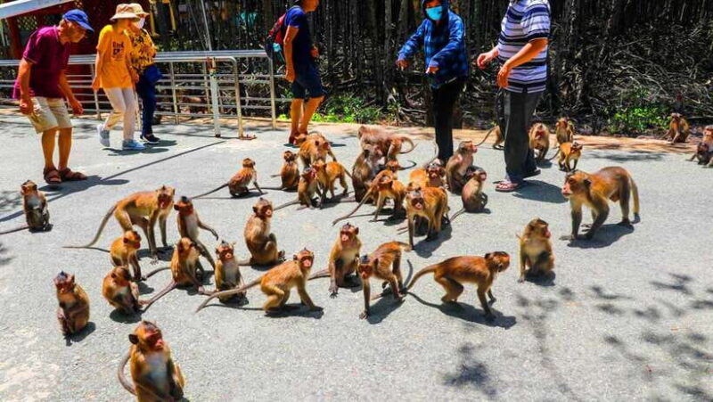 from-ho-chi-minh-city-can-gio-monkey-island-day-trip