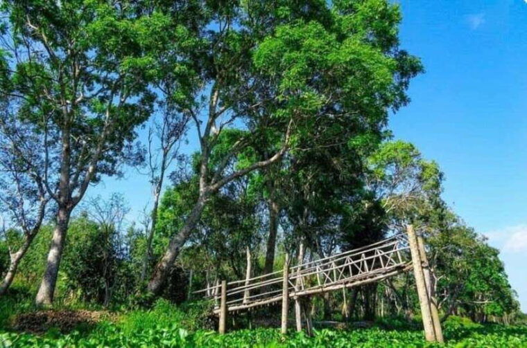 from-ho-chi-minh-mekong-delta-3-days_-tra-su-forest