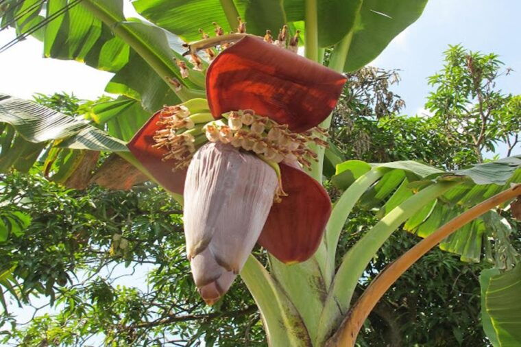 from-ho-chi-minh-vinh-long-customized-private-tour