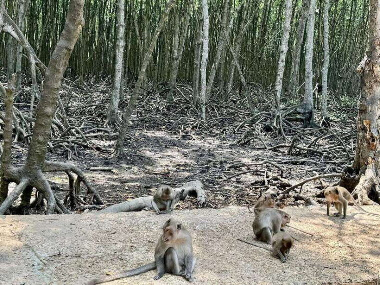 from-ho-chi-minhgroup-or-private-tour-can-giomonkey-island