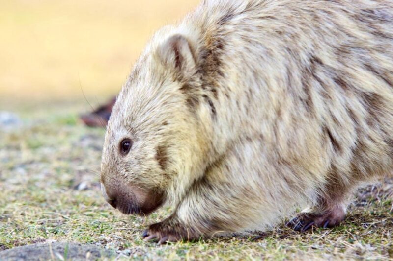 From Hobart: Day Tour to Maria Island with Bus Connection - Potential Drawbacks and Considerations