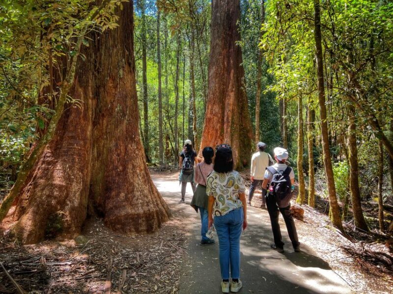 From Hobart: Mt. Field National Park and Russell Falls - What is this tour all about?