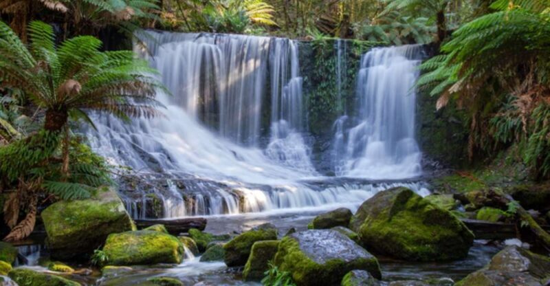 From Hobart: Mt. Field National Park and Russell Falls - What’s Included and What to Consider
