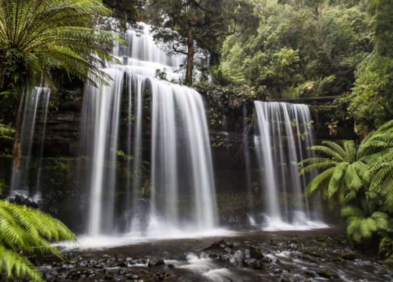 From Hobart: Mt. Field National Park and Russell Falls - Authentic Reviews and Insights