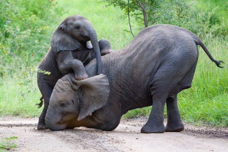 From Hoedspruit: Kruger National Park Full-Day Safari - What to Bring and What to Know