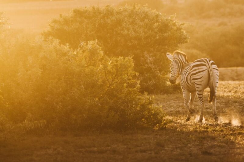 From Hoedspruit: Kruger National Park Full-Day Safari - Authentic Encounters from Past Travelers