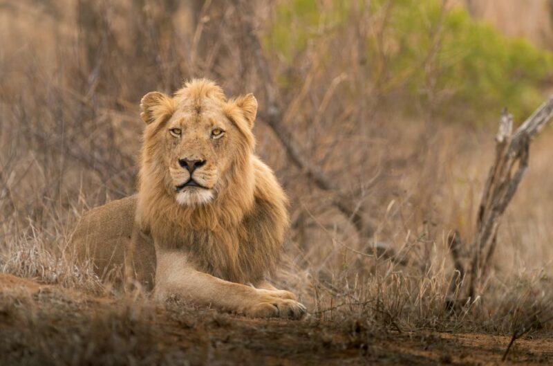 From Hoedspruit: Kruger National Park Full-Day Safari - Who Will Love This Safari?