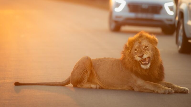 From Hoedspruit: Kruger National Park Full-Day Safari - The Sum Up