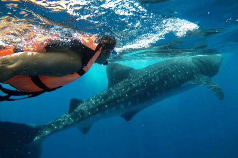From Holbox Island: Whale Shark Tour - The Itinerary: What to Expect on Your Whale Shark Journey