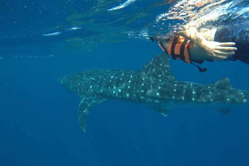 From Holbox Island: Whale Shark Tour - Is It Worth the Price?